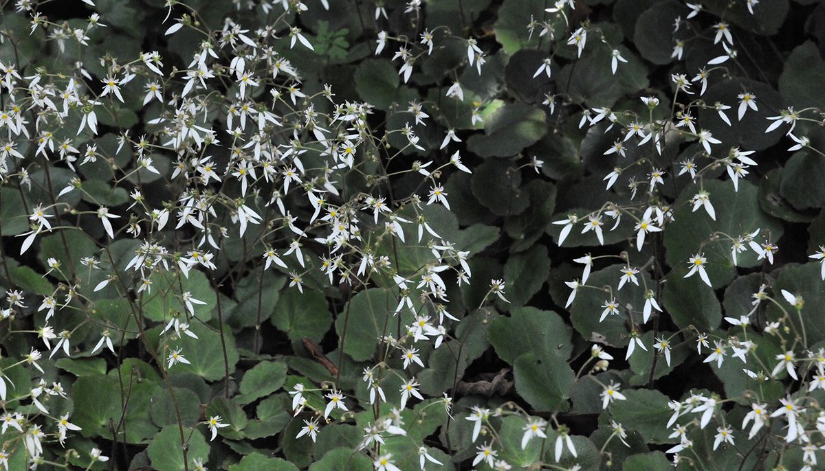 Saxifraga veitchiana.jpg